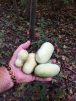 Asimina triloba - Détail des fruits de paw-paw