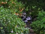 Brugmansia arborea - En milieu naturel