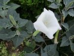 Brugmansia arborea - Fleur et feuillage