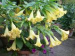 Brugmansia arborea - Vue générale