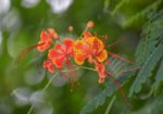 Caesalpinia pulcherrima - Fleurs et feuilles