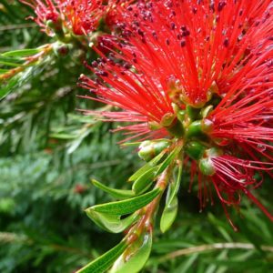 Callistemon rigidus - Inflorescence en épis
