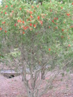 Callistemon rigidus - Vue de l'arbuste