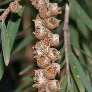 Callistemon viminalis - Détail de la fructification
