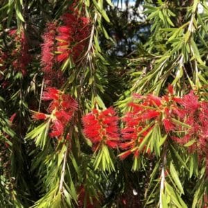 Callistemon viminalis - Floraison