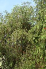 Callistemon viminalis - Vue de l'arbre