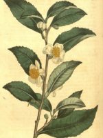 Camellia sinensis 'Darjeeling' - Dessin botanique