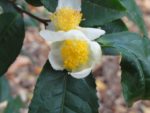 Camellia sinensis 'Darjeeling' - Détail d'une fleur