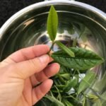 Camellia sinensis 'Darjeeling' - Feuille du théier Darjeeling