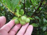 Camellia sinensis 'Darjeeling' - Fructification