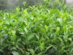 Camellia sinensis 'Darjeeling' - Vue de la plante