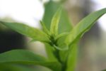 Camellia sinensis - Feuilles