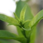 Camellia sinensis - Feuilles