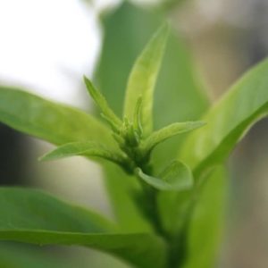 Camellia sinensis - Feuilles