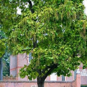 Catalpa bignonioides - Vue de l'arbre