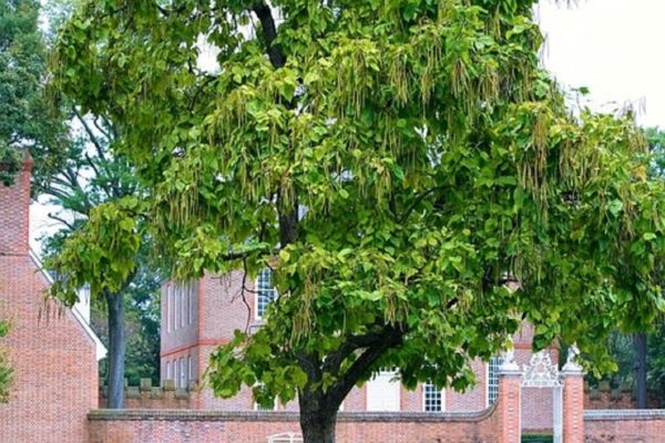 Catalpa bignonioides - Vue de l'arbre
