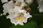 Catalpa bignonioides - détails d'une fleur