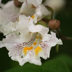 Catalpa bignonioides - détails d'une fleur