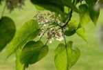 Catalpa bignonioides - feuillage