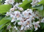 Catalpa bignonioides - floraison