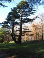 Cedrus deodara - Vue générale