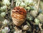 Cedrus deodara, détail d'un cône de Cèdre sacré, graines de Cedrus deodara, graines de Cèdre sacré