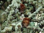 Feuillage et cônes de Cedrus deodara, feuillage et cônes de Cèdre sacré, graines de Cedrus deodara