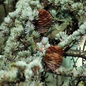 Feuillage et cônes de Cedrus deodara, feuillage et cônes de Cèdre sacré, graines de Cedrus deodara