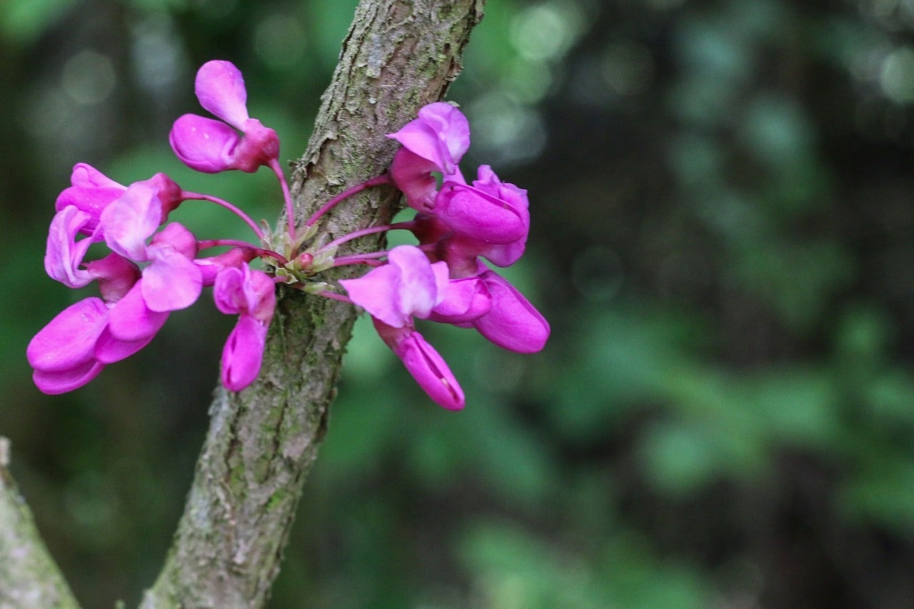 10 Graines Cercis Siliquastrum (Arbre De Judée) – Plante Ornementale – Fabacées, Europe Du Sud