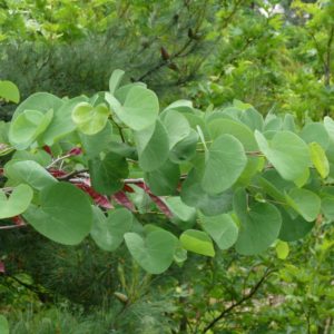 Cercis siliquastrum - feuilles