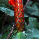 Graines de Costus pulverulentus, Graines de Gingembre spirale
