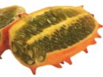 Graines de Cucumis metuliferus, Graines Kiwano, Métulon
