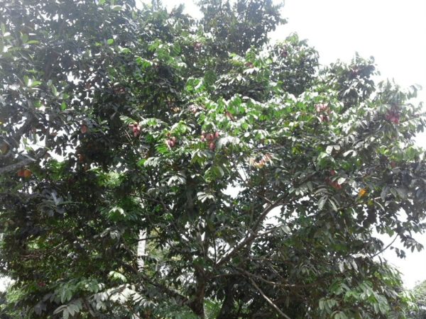 Dacryodes edulis - Vue de l'arbre - Noix de safou - Fruits de safoutier