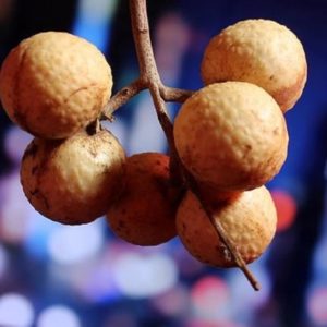 Dimocarpus longan - Fructification