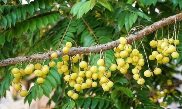Dimocarpus longan- Infrutescence