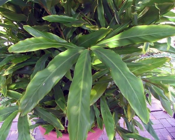Elettaria cardamomum - Feuillage