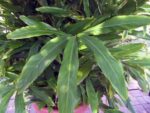 Elettaria cardamomum - Feuillage