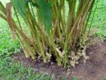 Elettaria cardamomum - Floraison