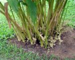 Elettaria cardamomum - Floraison