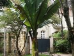 Ensete ventricosum - Bananier d'Abyssinie