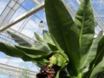 Ensete ventricosum - Bananier rouge en periode de floraison