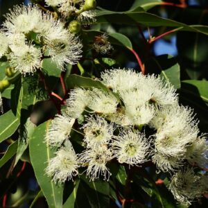 Eucalyptus globulus - Floraison
