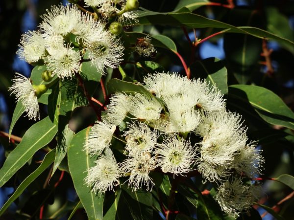 Eucalyptus globulus - Floraison