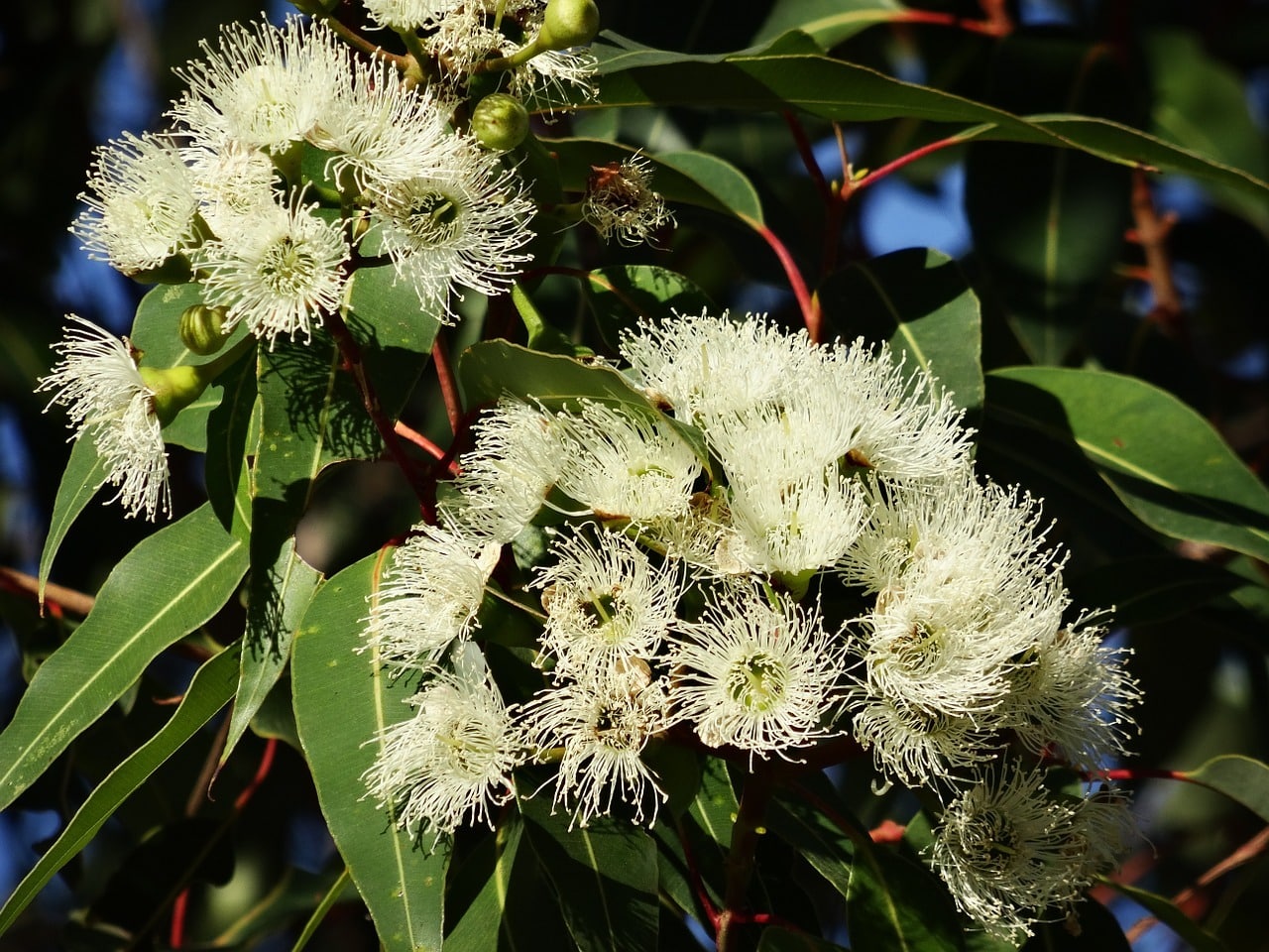 Huile essentielle d'Eucalyptus globulus - Lotus Bio