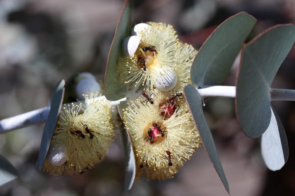 Eucalyptus globulus - Pollinisation