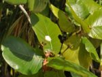 Guettarda speciosa - Détails d'une feuille
