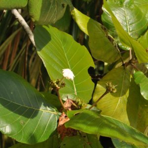 Guettarda speciosa - Détails d'une feuille