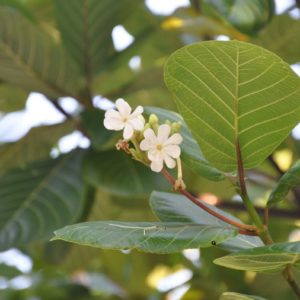 Guettarda speciosa - Floraison