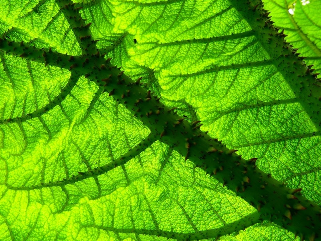 40 Graines De Gunnera - Plante Géante D'extérieur - Facile à Cultiver - Pour Jardin Ou Bonsaï