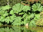 Gunnera manicata - En milieu naturel